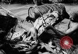 Standbild Fischzucht Niederländisch Guayana, 1957, aus Sekunde 26 historischem Filmmaterial Videoclip 65675043389