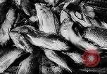 Standbild Fischzucht Niederländisch Guayana, 1957, aus Sekunde 32 historischem Filmmaterial Videoclip 65675043389