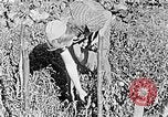 Standbild Hitler Jugend Polen, 1940, aus Sekunde 21 historischem Filmmaterial Videoclip 65675043395