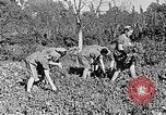 Standbild Hitler Jugend Polen, 1940, aus Sekunde 22 historischem Filmmaterial Videoclip 65675043395