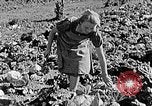 Standbild Hitler Jugend Polen, 1940, aus Sekunde 54 historischem Filmmaterial Videoclip 65675043395