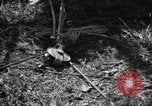 Standbild Aggressoren Truppen Vieques Island Puerto Rico, 1950, aus Sekunde 52 historischem Filmmaterial Videoclip 65675043404