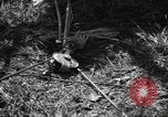 Standbild Aggressoren Truppen Vieques Island Puerto Rico, 1950, aus Sekunde 53 historischem Filmmaterial Videoclip 65675043404