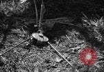 Standbild Aggressoren Truppen Vieques Island Puerto Rico, 1950, aus Sekunde 55 historischem Filmmaterial Videoclip 65675043404