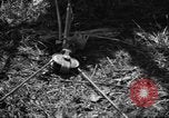 Standbild Aggressoren Truppen Vieques Island Puerto Rico, 1950, aus Sekunde 56 historischem Filmmaterial Videoclip 65675043404