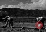 Image of Houses under construction San Juan Puerto Rico, 1950, second 34 stock footage video 65675043419