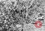 Image of Italian troops Italy, 1943, second 36 stock footage video 65675043456