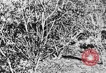 Image of Italian troops Italy, 1943, second 37 stock footage video 65675043456