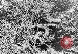 Image of Italian troops Italy, 1943, second 41 stock footage video 65675043456