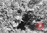 Image of Italian troops Italy, 1943, second 51 stock footage video 65675043456