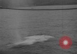 Standbild Vereinigten Staaten Truppen Oran Algerien, 1943, aus Sekunde 42 historischem Filmmaterial Videoclip 65675043458