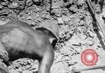 Image of Japanese troops Rangoon Burma, 1940, second 37 stock footage video 65675043489