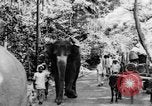 Immagine di I nativi in città Ceylon, 1937, secondo 12 filmato di repertorio 65675043493