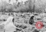Immagine di I nativi in città Ceylon, 1937, secondo 55 filmato di repertorio 65675043493