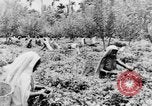 Immagine di I nativi in città Ceylon, 1937, secondo 57 filmato di repertorio 65675043493