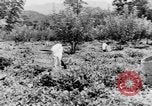 Immagine di I nativi in città Ceylon, 1937, secondo 61 filmato di repertorio 65675043493