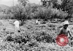 Immagine di I nativi in città Ceylon, 1937, secondo 62 filmato di repertorio 65675043493