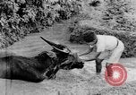 Standbild Wunder der Welt Java Indonesien, 1937, aus Sekunde 53 historischem Filmmaterial Videoclip 65675043499