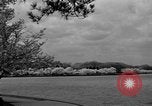 Image of Cherry blossom trees Washington DC USA, 1950, second 30 stock footage video 65675043504