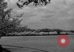 Image of Cherry blossom trees Washington DC USA, 1950, second 34 stock footage video 65675043504