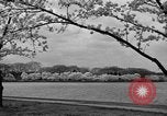 Image of Cherry blossom trees Washington DC USA, 1950, second 37 stock footage video 65675043504