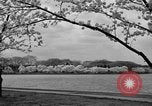 Image of Cherry blossom trees Washington DC USA, 1950, second 38 stock footage video 65675043504