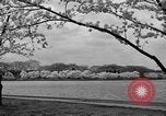 Image of Cherry blossom trees Washington DC USA, 1950, second 39 stock footage video 65675043504