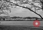 Image of Cherry blossom trees Washington DC USA, 1950, second 42 stock footage video 65675043504