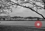 Image of Cherry blossom trees Washington DC USA, 1950, second 43 stock footage video 65675043504