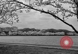 Image of Cherry blossom trees Washington DC USA, 1950, second 45 stock footage video 65675043504