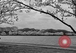 Image of Cherry blossom trees Washington DC USA, 1950, second 46 stock footage video 65675043504