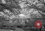 Image of Cherry blossom trees Washington DC USA, 1950, second 56 stock footage video 65675043504