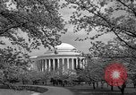 Image of Cherry blossom trees Washington DC USA, 1950, second 57 stock footage video 65675043504