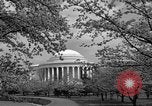 Image of Cherry blossom trees Washington DC USA, 1950, second 59 stock footage video 65675043504