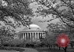 Image of Cherry blossom trees Washington DC USA, 1950, second 60 stock footage video 65675043504