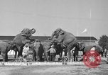 Immagine di Il Ringling Brothers Circus Sarasota Florida USA, 1938, secondo 8 filmato di repertorio 65675043527
