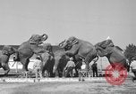 Immagine di Il Ringling Brothers Circus Sarasota Florida USA, 1938, secondo 9 filmato di repertorio 65675043527