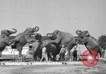 Immagine di Il Ringling Brothers Circus Sarasota Florida USA, 1938, secondo 11 filmato di repertorio 65675043527