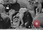 Immagine di Il Ringling Brothers Circus Sarasota Florida USA, 1938, secondo 12 filmato di repertorio 65675043527