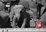 Immagine di Il Ringling Brothers Circus Sarasota Florida USA, 1938, secondo 15 filmato di repertorio 65675043527