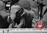 Immagine di Il Ringling Brothers Circus Sarasota Florida USA, 1938, secondo 16 filmato di repertorio 65675043527