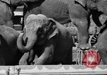 Immagine di Il Ringling Brothers Circus Sarasota Florida USA, 1938, secondo 17 filmato di repertorio 65675043527