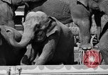 Immagine di Il Ringling Brothers Circus Sarasota Florida USA, 1938, secondo 18 filmato di repertorio 65675043527