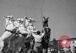 Immagine di Il Ringling Brothers Circus Sarasota Florida USA, 1938, secondo 33 filmato di repertorio 65675043527
