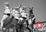 Immagine di Il Ringling Brothers Circus Sarasota Florida USA, 1938, secondo 35 filmato di repertorio 65675043527