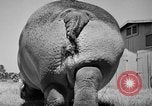 Immagine di Il Ringling Brothers Circus Sarasota Florida USA, 1938, secondo 39 filmato di repertorio 65675043527