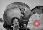 Immagine di Il Ringling Brothers Circus Sarasota Florida USA, 1938, secondo 40 filmato di repertorio 65675043527