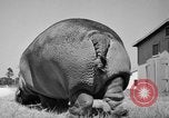 Immagine di Il Ringling Brothers Circus Sarasota Florida USA, 1938, secondo 41 filmato di repertorio 65675043527