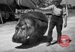 Immagine di Il Ringling Brothers Circus Sarasota Florida USA, 1938, secondo 42 filmato di repertorio 65675043527