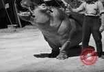 Immagine di Il Ringling Brothers Circus Sarasota Florida USA, 1938, secondo 43 filmato di repertorio 65675043527
